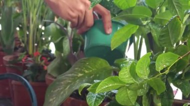 Su damlaları ile bitki örtüsünü kapat