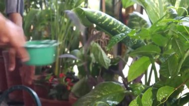 Bahçedeki bir bitkiyi kapat.