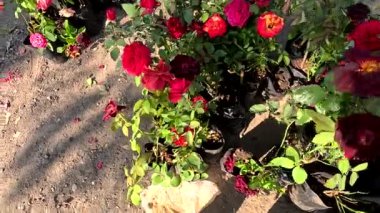 Bahçedeki güzel çiçekler