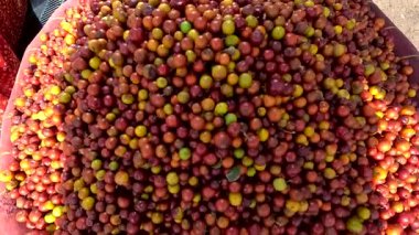 Pazarda taze kırmızı fasulye