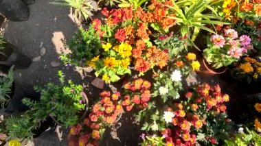 Bahçedeki güzel çiçekler