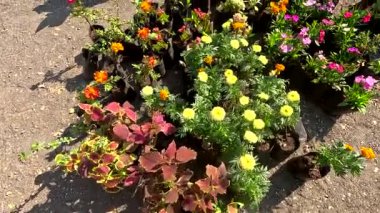 Bahçedeki güzel çiçekler