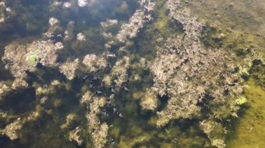 Ormandaki gölün güzel manzarası