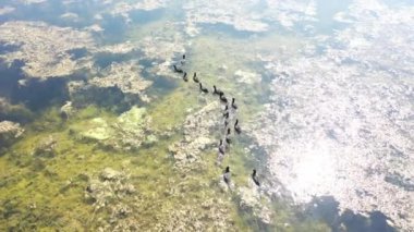 Bir göl ve bir kuş manzarası.