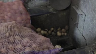 Pazarda taze mantarlar