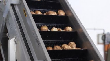 Plastik sandıkta taze organik patates.