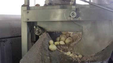 Açık sanayi fabrikasında taze patates ve patates üretimi