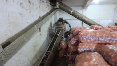 Taze ve organik patates üretimi süreci