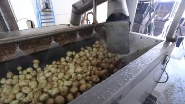 Fabrikada taze patates üretimi, endüstriyel gıda