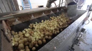 Taşıma bandında tavuk üretimi.