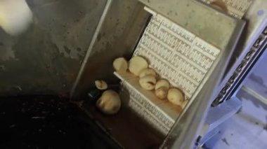 Bir kutuda taze patates üretimi.