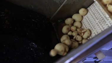 Fırında tavuk ve tavuk yumurtası.
