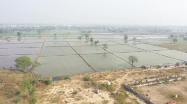 Tayland 'daki pirinç tarlası