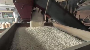 Tahıl ve tahıl üretimi