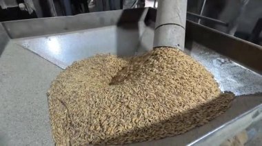 Fabrika, buğday, tahıl ve tahıl üretimi.