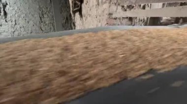 İşçiler gıda işleme mevsiminde gıda üretimi üzerinde çalışıyorlar.  