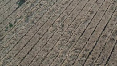 Bir buğday alanının havadan görünümü.