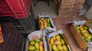 Alphonso mangosu meyve pazarında düzenli görünüyor. 