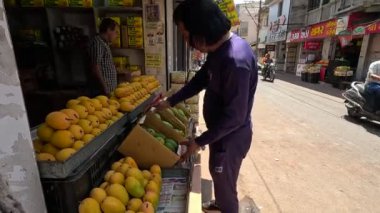 Alphonso ham mangoları ve olgun mangolar mağaza müdürü tarafından düzenleniyor.