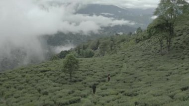 Sri Lanka dağlarında sisli bir sabahta yeşil çay tarlası