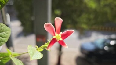 Bahçedeki güzel çiçekler