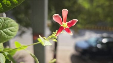 Güzel çiçek yaprakları, bitkiler
