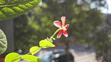 Güzel botanik fotoğrafı, doğal duvar kağıdı.