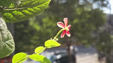 Kapatın güzel çiçekleri