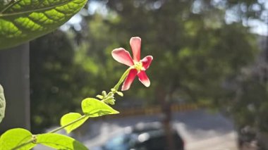 Bahçedeki güzel çiçekler