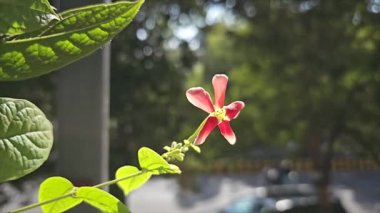 Güzel botanik fotoğrafı, doğal duvar kağıdı.