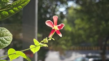 Bahçedeki kırmızı çiçek