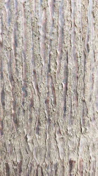 Ağaç gövdesi dokusu arkaplanını kapat