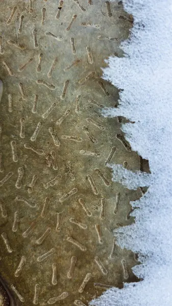 Ormandaki donmuş göl