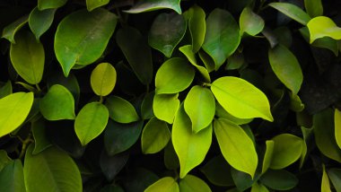 tropik yapraklar arkaplan dokusu deseni