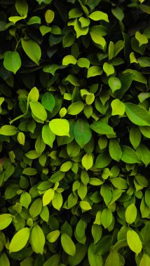 yeşil yaprakların arkaplanı.