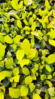 Güzel botanik fotoğrafı, doğal duvar kağıdı.