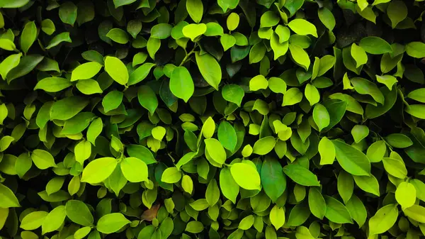 zemin üzerine yeşil yaprak