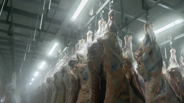 İhracat için depolanmış sığır eti olan endüstriyel buzdolabı.