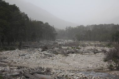 Forests covered in volcano ashes in Patagonia