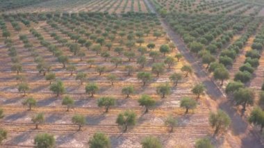 Zeytin çiftliklerinin olduğu bir alanda havadan uçuş - 4k İHA