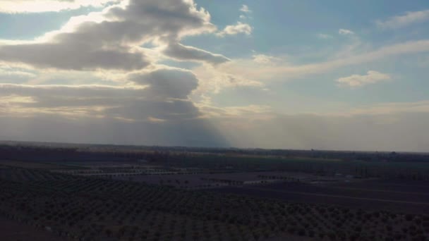 Gün Batımında Zeytin Tarlası Üzerinde Hava Görüntüsü — Stok video