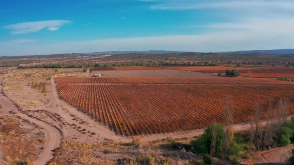 Vuelo Sobre Viñedos Otoño Mendoza Drone Video — Vídeo de stock