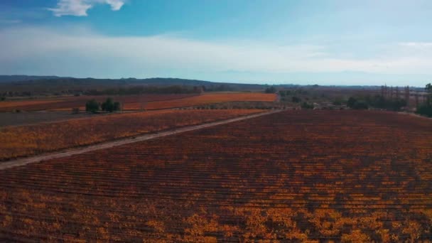 Szőlőültetvények Feletti Repülés Ősszel Mendozában Drone Videó — Stock videók