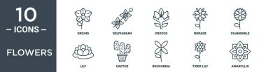 Çiçek taslak simgesi seti incecik çizgi orkidesi, delfinyum, crocus, borage, papatya, zambak, kaktüs ikonları rapor için, sunum, diyagram, web tasarımı içerir