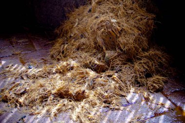 Raw agave fiber used in a mezcal distillery at Oaxaca valley, mexico.  clipart