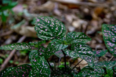 Hypoestes phyllostachya olarak bilinen Bebek Gözyaşları, Flamingo Bitkisi, Çilli Surat, Kızamık Bitkisi, Pembe Nokta Tesisi, yakın plan.