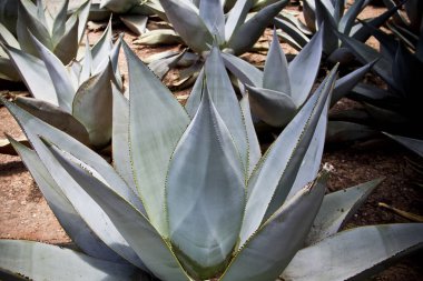 Mezcal yapımı için mavi alev agave kaktüsü, yakın plan..