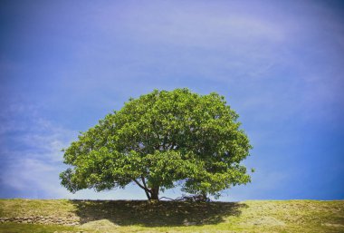 Mavi gökyüzü olan bir tepenin tepesindeki yalnız ağaç..