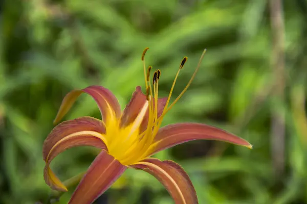 Tropik sarı ve turuncu hemerocallis citrina yakın plan..
