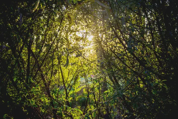 Yoğun orman tepe örtüsünü delip geçen günbatımı ışığı, doğal koyu renk vignette ve hipnotik ağaç dalı desenleri ile çerçevelenmiştir..